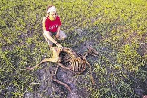 La bi&oacute;loga Gabriela Tavera observa los restos calcinados de &acute;La vieja&acute;, una cierva de la zona
