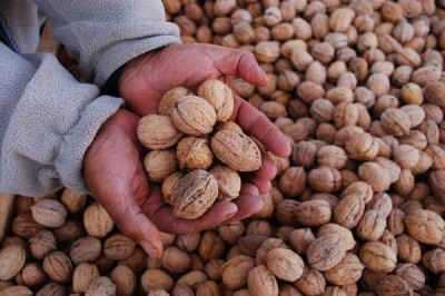 Especialistas argentinos destacan producci&oacute;n de nuez en Tarija