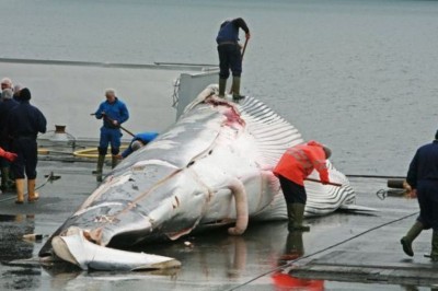 Japón vuelve a cazar ballenas, pese a que la mayoría de japoneses ya no tiene interés en comérselas