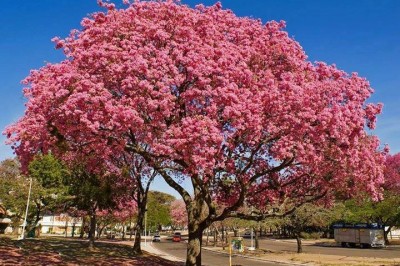 Lapacho: el &aacute;rbol que embellece el Chaco en invierno