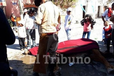 ¿Maltrato animal?: Una yegua murió innecesariamente durante desfile patrio Argentino