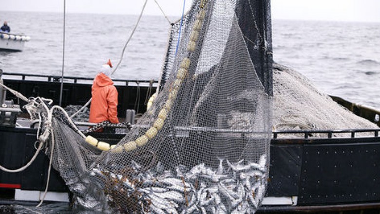 La pesca ilegal y la contaminaci&oacute;n enferman los oc&eacute;anos, alerta la ONU