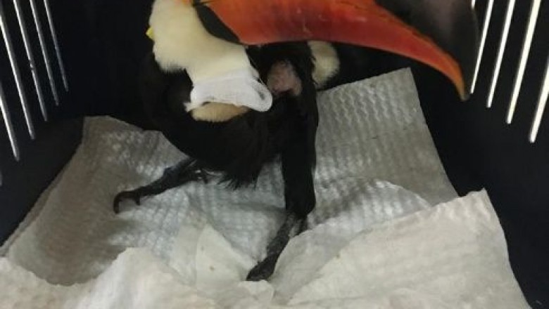 Deshidratados, desnutridos y con quemaduras, as&iacute; encuentran a animales v&iacute;ctimas del fuego 