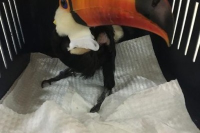 Deshidratados, desnutridos y con quemaduras, as&iacute; encuentran a animales v&iacute;ctimas del fuego 