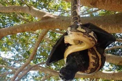 ¿Murciélago o serpiente?: uno de estos animales inició el coronavirus