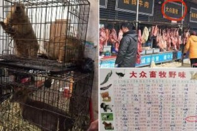 Un mercado de animales vivos, murciélagos, ciervos... El nebuloso origen del coronavirus de Wuhan