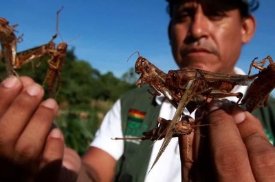 Gobierno interviene en Villa Montes para luchar contra plaga de langostas