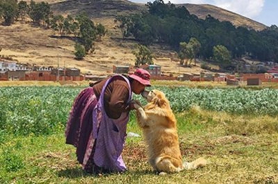 “Yoshiro”, el can antidroga que vive su jubilación a orillas del lago Titicaca
