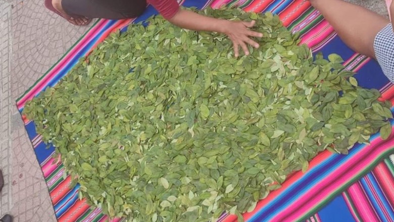 Proyectan enviar 100 kilos coca a Australia con miras a industrializarla como anestesia