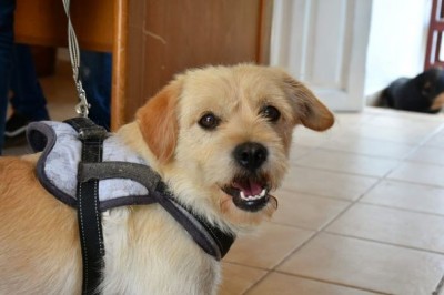Yacuiba: En zoonosis se lograron más de 1.167 esterilizaciones a través de la campaña canina y felina “por una Yacuiba responsable”