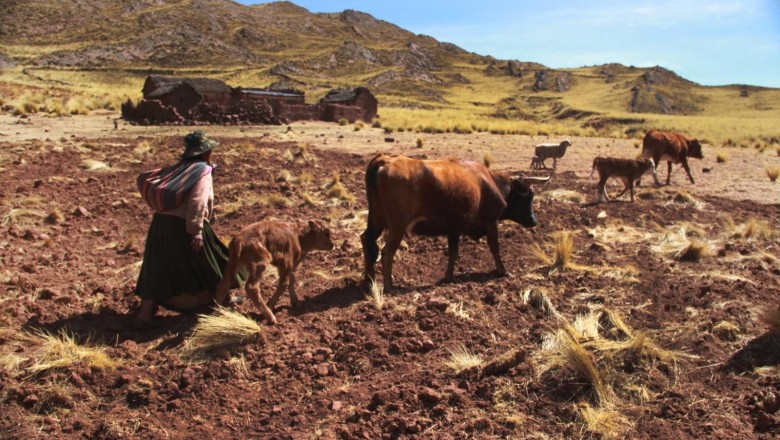Casi 50.000 cabezas de ganado est&aacute;n afectadas por la sequ&iacute;a en tres departamentos