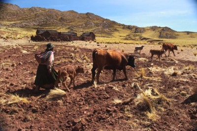 Casi 50.000 cabezas de ganado están afectadas por la sequía en tres departamentos