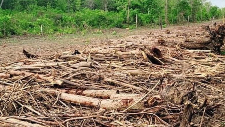 Crece deforestaci&oacute;n y emisiones de di&oacute;xido de carbono en el pa&iacute;s