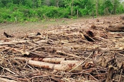 Crece deforestación y emisiones de dióxido de carbono en el país