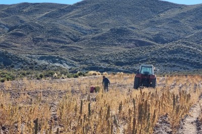 Productores piden a Arce cierre de la frontera con Perú para frenar el contrabando de quinua
